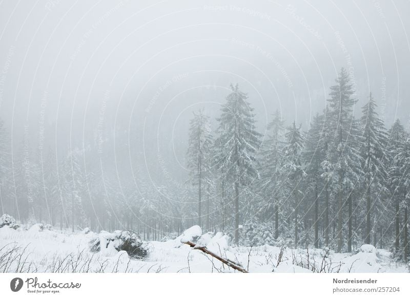 Allen ein besinnliches Fest Sinnesorgane ruhig Landwirtschaft Forstwirtschaft Landschaft Pflanze Winter schlechtes Wetter Eis Frost Schnee Baum Wald