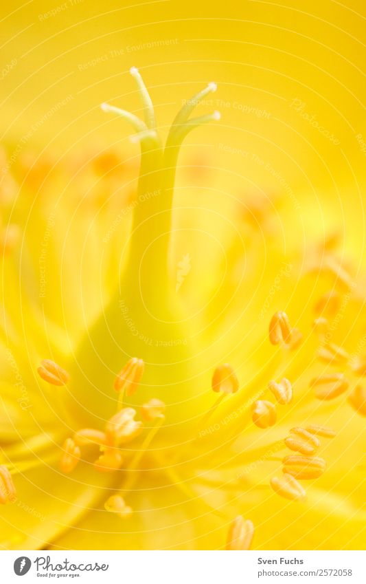 Nahaufnahme einer gelben Blume Garten Natur Pflanze Blüte frisch schön weich Gefühle Stimmung Romantik Blütenstempel Pollen Hintergrundbild Pastellton Farbfoto