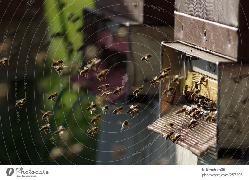Flying home for christmas Tier Nutztier Biene Schwarm fliegen tragen süß Ausdauer fleißig diszipliniert Teamwork Bienenstock Honig Honigbiene Völker Pollen