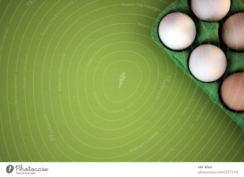 Weihnachtskarte Lebensmittel Ei Eierschale Eierkarton Ernährung frisch grün weiß Ostern Osterei Hühnerei 5 Oval Freilandhaltung Legebatterie Cholesterin