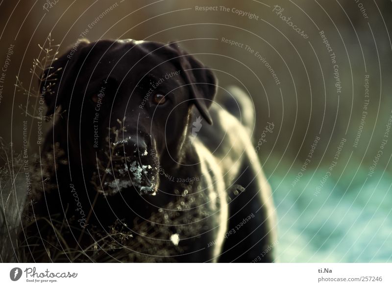 Acht Hundejahre Garten Wiese Haustier Tiergesicht Fell Labrador 1 Blick frei Freundlichkeit Neugier blau schwarz Treue Farbfoto Außenaufnahme Nahaufnahme Abend