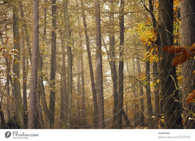 pfälzer wald III Umwelt Natur Herbst Klima Baum Wald Holz braun gold ruhig Idylle Wandel & Veränderung Baumstämme Blatt Herbstlaub Nebel Gedeckte Farben