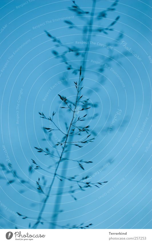 Chamansülz 2011 | wide.awake. Pflanze Halm Gras Blüte Stengel Faser fadenförmig blau bläulich Sommer Wärme dünn zart schön dünnundzartundschön
