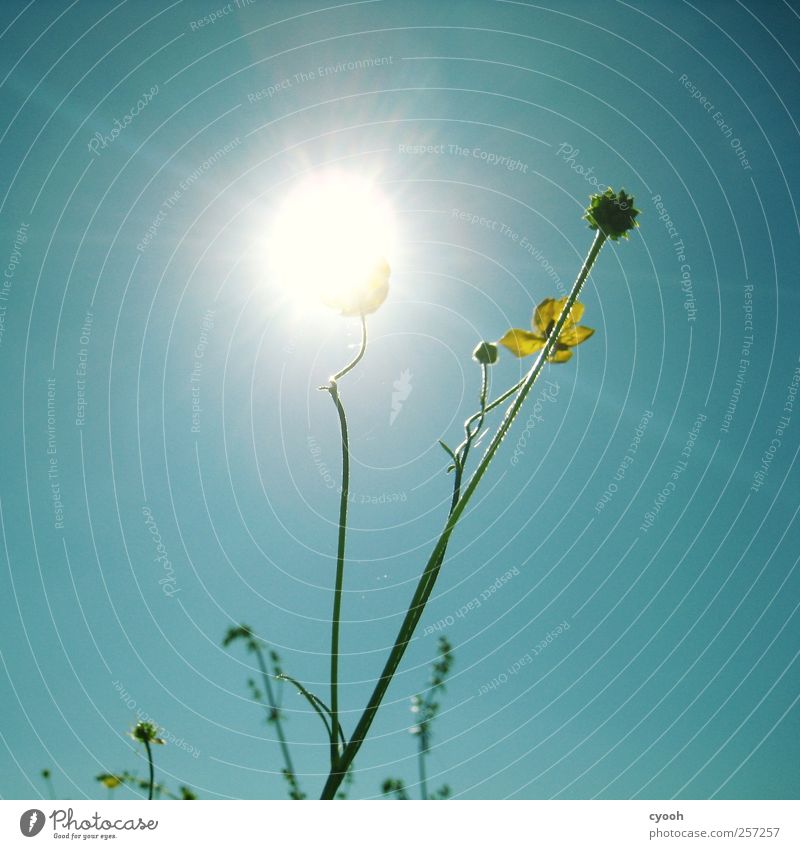 Sonnenblume ;-) Natur Pflanze Luft Himmel Wolkenloser Himmel Sonnenlicht Frühling Sommer Schönes Wetter Blume Blüte hell grell leuchten Elektrizität