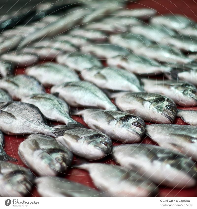 feeding the five thousand Lebensmittel Fisch Bioprodukte Tier Totes Tier Schwarm liegen Präsentation Fischmarkt Fischerfest nebeneinander Reihe Farbfoto