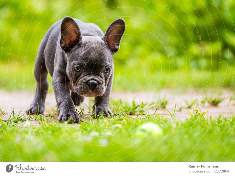 eine junge Französische Bulldogge steht in einem Garten vor grünem Hintergrund Wiese Tier Haustier Hund Familienhund 1 beobachten Spielen frisch Gesundheit