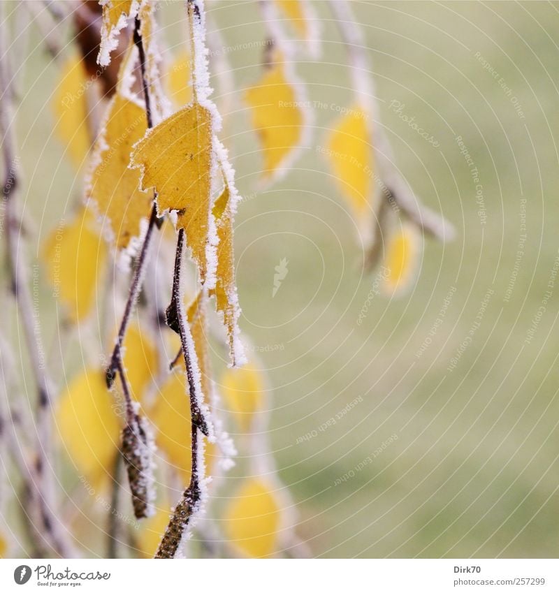Birkenblätter, frostig Natur Pflanze Herbst Eis Frost Baum Blatt Herbstfärbung Herbstlaub herbstlich Ast Zweig Garten Wiese frieren verblüht kalt natürlich