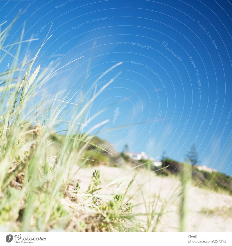 Plett Ferien & Urlaub & Reisen Strand Natur Landschaft Pflanze Sand Himmel Wolkenloser Himmel Frühling Sommer Schönes Wetter Gras Küste Südafrika Haus frisch