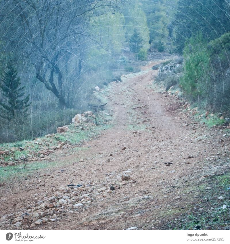 Auf dem Weg.... Berge u. Gebirge wandern Umwelt Natur Pflanze Urelemente Erde Luft Herbst Wetter Nebel Dürre Gras Sträucher Hügel Israel mediterran träumen alt