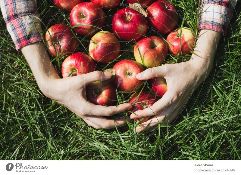 Flachlegen der Frauenhände mit roten, reifen Bio-Äpfeln Herbst pflücken Ernte Apfel flache Verlegung kariert Diät Bauernhof Pflanze Gras Hand Frucht Garten