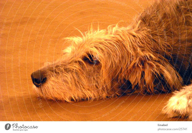 Der Tag ist lang ... Hund Treue Schnauze Fell Trauer orange Blick Traurigkeit irischer Wolfshund