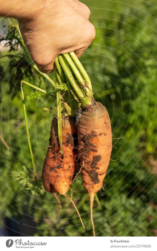 Karotten aus der Erde ziehen Lebensmittel Gemüse Bioprodukte Vegetarische Ernährung Gesunde Ernährung Garten Gartenarbeit Landwirtschaft Forstwirtschaft Hand
