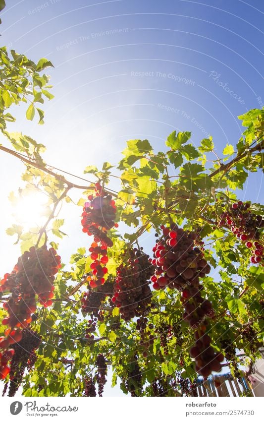 Trauben auf dem Feld Frucht Sommer Sonne Natur Landschaft Herbst Wachstum frisch grün rot schwarz Weinberg Ernte Weintrauben Weingut Napa Tal Hintergrund