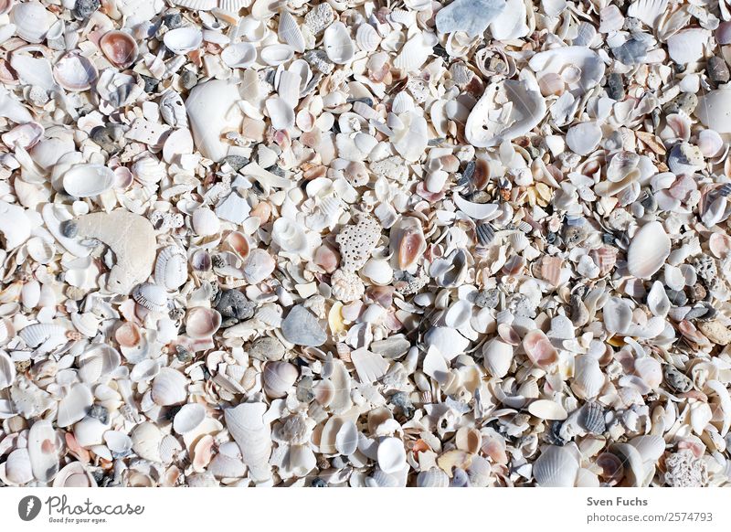 Muschelschalen auf dem Strand Design Ferien & Urlaub & Reisen Sommer Meer Tapete Natur Sand Wasser Küste grau weiß Florida Amerika usa Sanibel Island
