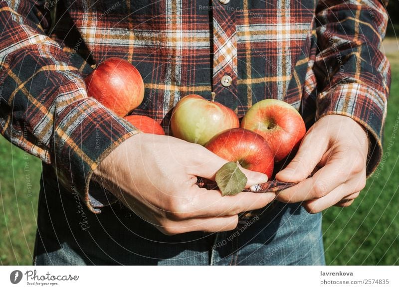 Mann hält reife rote Äpfel in kariertem Hemd. geschmackvoll Halt saftig Apfel Landwirtschaft Herbst Nahaufnahme Essen zubereiten kochen & garen Diät Finger