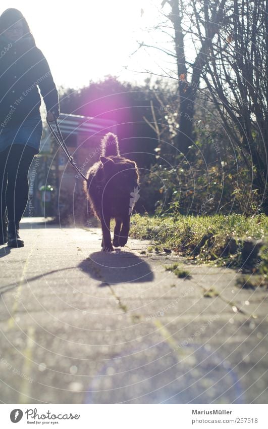 Der Mischling Spaziergang 1 Mensch Sonnenlicht Wege & Pfade Bürgersteig Haustier Hund Tier Erholung genießen laufen träumen dick frei Zusammensein Vertrauen