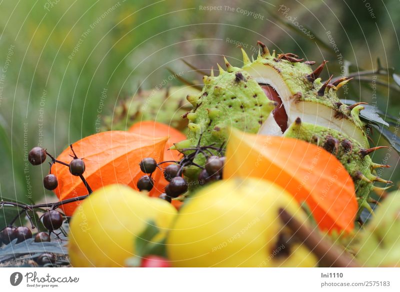 Kastanien Physalis Quitten Natur Pflanze Herbst Garten Park Feld Wald braun mehrfarbig gelb grün orange schwarz weiß Holunderbeeren Stachel geplatzt