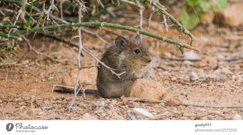 Wilde Maus ;-) Ferien & Urlaub & Reisen Tourismus Ausflug Abenteuer Ferne Safari Expedition Umwelt Natur Erde Sand Sträucher Wüste Tier Wildtier Tiergesicht