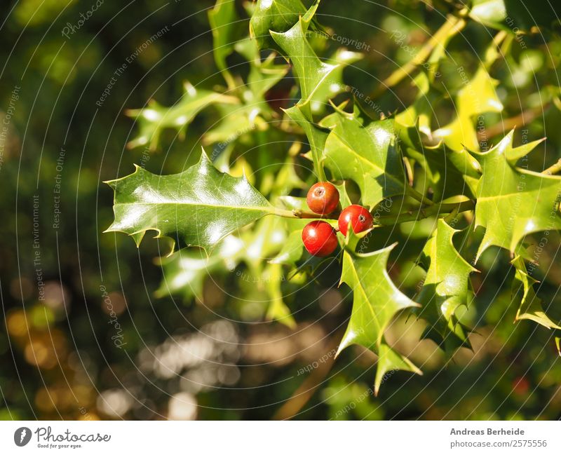 Stechpalme Ilex aquifolium Sommer Winter Weihnachten & Advent Natur Pflanze Sträucher Tradition holly berry Hintergrundbild red berries leaf green bush natural