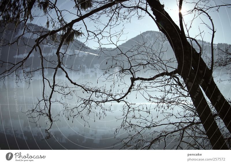 alptraum Umwelt Natur Landschaft Wasser Himmel Wolkenloser Himmel Sonne Sonnenlicht Winter Schönes Wetter Nebel Eis Frost Schnee Baum Küste See Gebirgssee Alpen