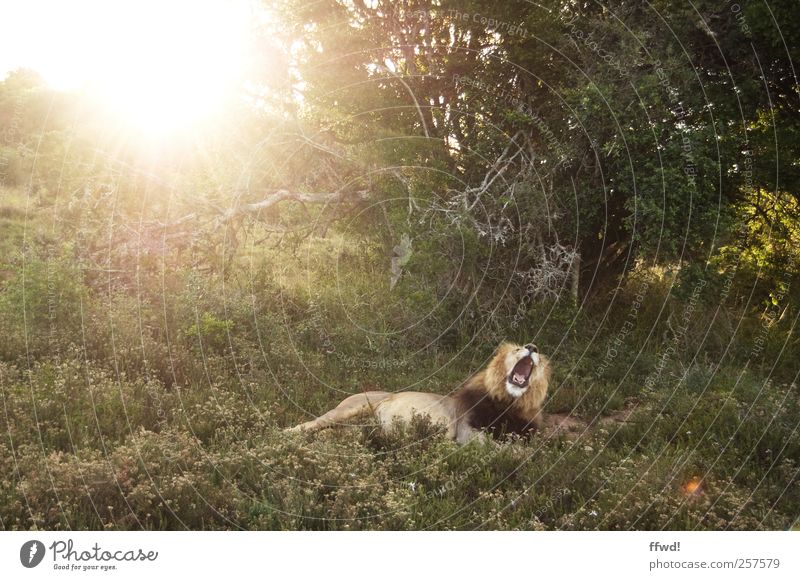 Guten Morgäääähn Ferien & Urlaub & Reisen Abenteuer Ferne Safari Expedition Pflanze Tier Sonne Baum Gras Sträucher Nationalpark Wildtier Löwe 1 Erholung liegen