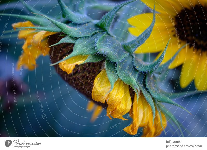 Sonnenblume Pflanze Blume Blüte natürlich gelb grün ruhig Leben Natur Umwelt Umweltschutz Wachstum Farbfoto Außenaufnahme Nahaufnahme Menschenleer