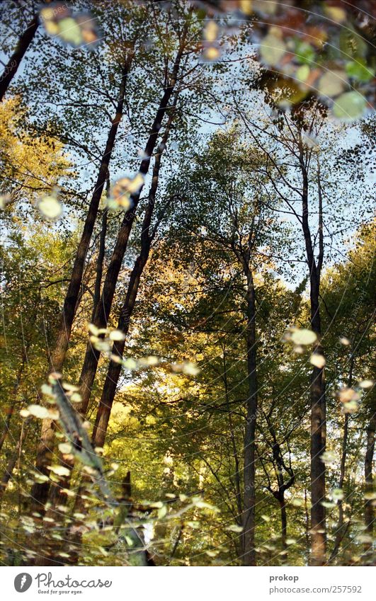 Herbst IV Umwelt Natur Landschaft Pflanze Wasser Himmel Wetter Schönes Wetter Baum Blatt Wald Teich See schön chaotisch Erholung Idylle ruhig Farbfoto