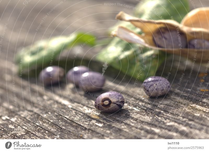 Stangenbohnen Lebensmittel Gemüse Bohnen Mittagessen Natur Pflanze Sonnenlicht Herbst Schönes Wetter Nutzpflanze Garten blau gelb grau grün violett schwarz weiß