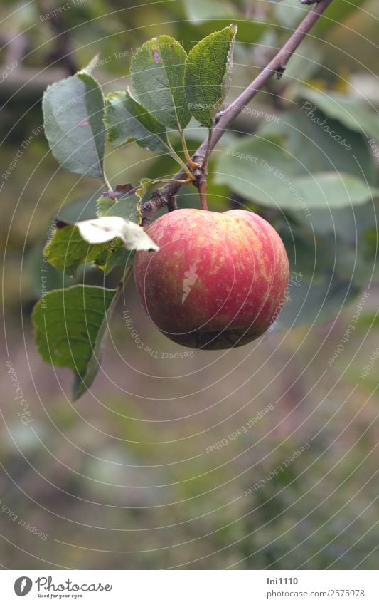 Apfel am Zweig Lebensmittel Frucht Ernährung Bioprodukte Natur Pflanze Herbst Baum Blatt Nutzpflanze Garten braun gelb grau grün violett rot weiß