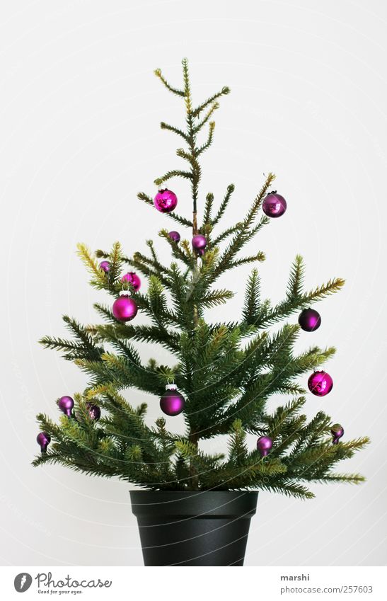 ein immerwiederchristbaumbäumchen Pflanze Baum grün violett Weihnachten & Advent Weihnachtsbaum Christbaumkugel Kugel Weihnachtsdekoration Statue