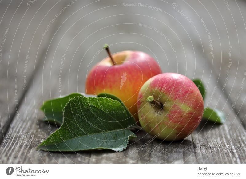 leckere Bio-Äpfel Frucht Apfel Ernährung Bioprodukte Vegetarische Ernährung Diät Blatt Garten Holz liegen ästhetisch Duft frisch Gesundheit einzigartig