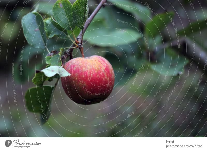 Nahaufnahme eines reifen roten Apfels, der an einem Zweig mit Blättern hängt Lebensmittel Frucht Ernährung Bioprodukte Vegetarische Ernährung Umwelt Natur