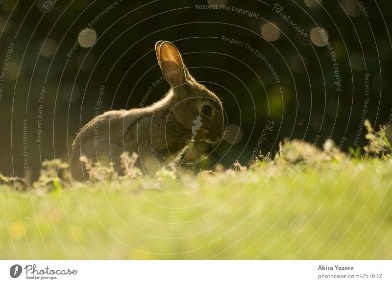 [100] Huch!? Natur Frühling Sommer Schönes Wetter Gras Sträucher Park Wiese Tier Wildtier Hase & Kaninchen glänzend hocken leuchten sitzen authentisch frei