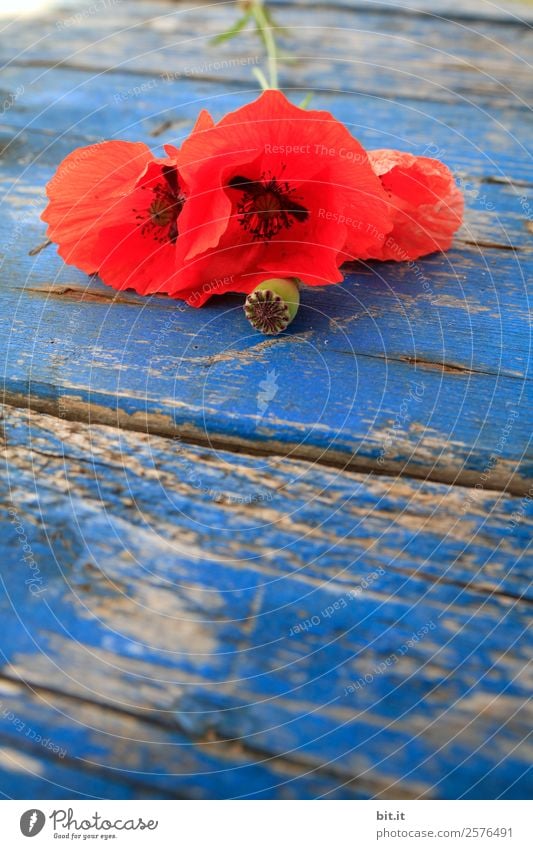 Rote, blühende Mohnblumen auf blauem Holztisch. Gesundheit Alternativmedizin Rauschmittel Erholung ruhig Ferien & Urlaub & Reisen Feste & Feiern Erntedankfest