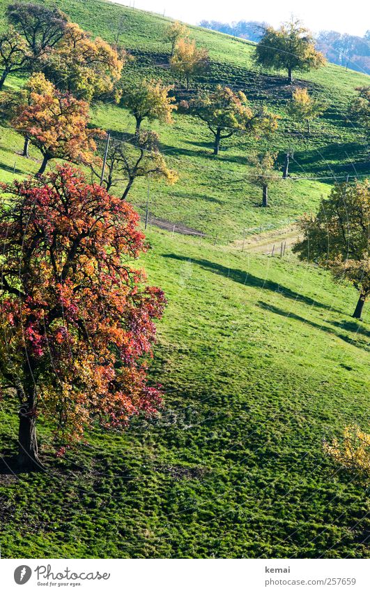 Herbstobstbäume Umwelt Natur Landschaft Pflanze Sonnenlicht Schönes Wetter Baum Gras Blatt Grünpflanze Nutzpflanze Garten Wiese Hügel leuchten Wachstum