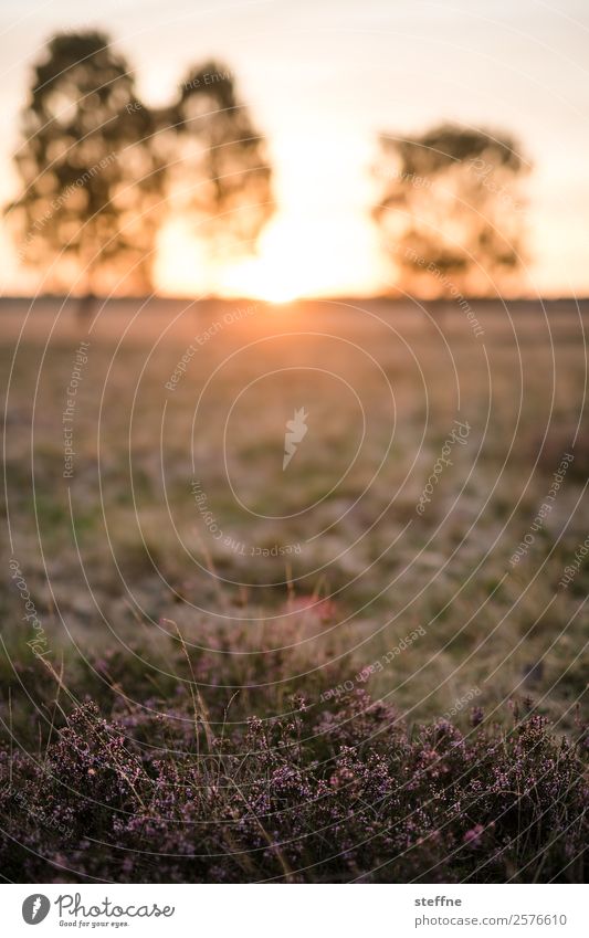 . Natur Landschaft Pflanze Sonnenaufgang Sonnenuntergang Sommer Herbst Schönes Wetter Baum Wiese Idylle Heidekrautgewächse Lüneburger Heide Farbfoto