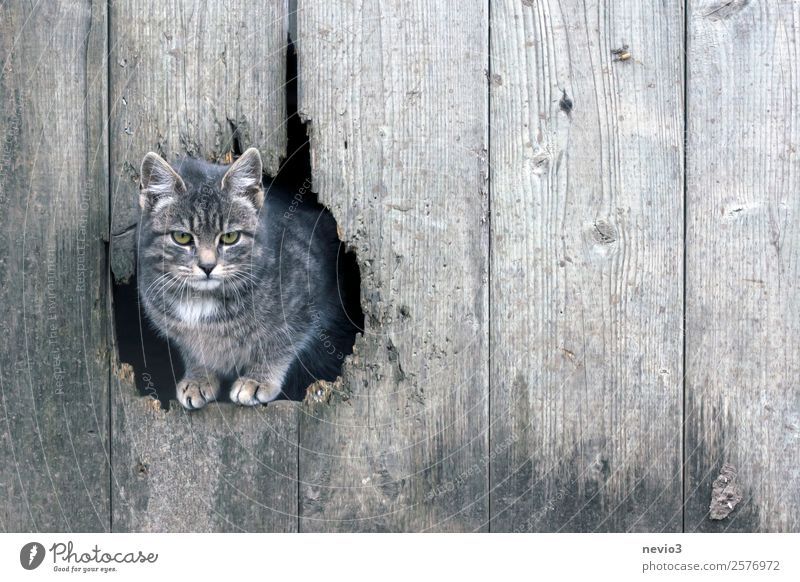 Getigerte Katze blickt durch ein Scheunentor Tier Haustier Nutztier Tiergesicht Pfote 1 Tierjunges grau Langeweile Schlechte Laune Katzenbaby weich klein Holz