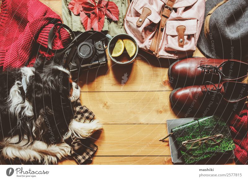 Herbstlich gemütliche Flachlage mit Spanielhund Lifestyle Stil Ferien & Urlaub & Reisen Ausflug Winter Fotokamera Frau Erwachsene Mode Bekleidung Pullover
