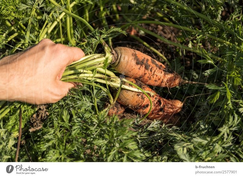 frische Karotten Lebensmittel Gemüse Bioprodukte Vegetarische Ernährung Gesunde Ernährung Gartenarbeit Landwirtschaft Forstwirtschaft Mann Erwachsene Hand