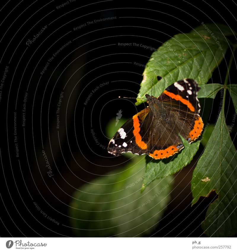 Die Kleinen im Blickpunkt Pflanze Tier Sommer Schönes Wetter Sträucher Grünpflanze Park Wildtier Schmetterling Admiral 1 ästhetisch einfach elegant Farbfoto