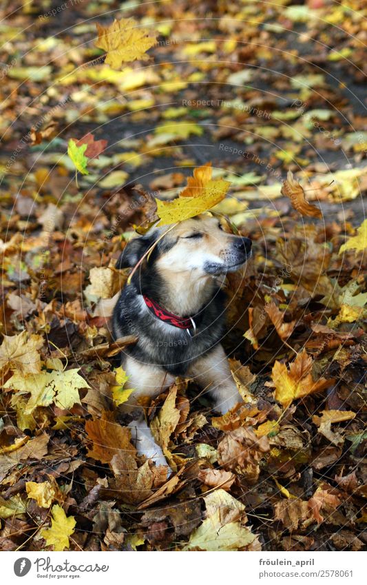 Tarnung Natur Pflanze Tier Herbst Blatt Park Wald Hund 1 warten Freundlichkeit schön niedlich weich braun gelb Zufriedenheit Willensstärke Vertrauen loyal