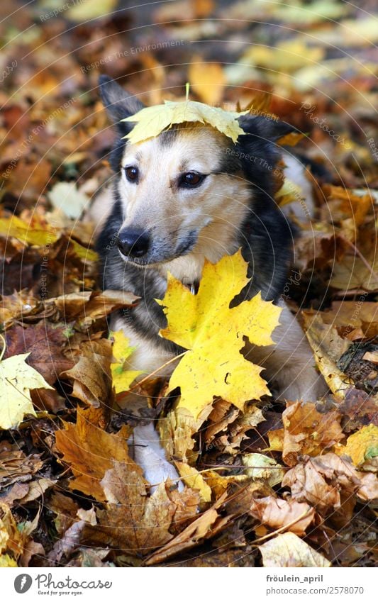 Das Schnuff Hund Tierporträt Tierliebe Haustier niedlich Herbst