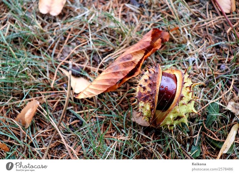 Conker in spiked shell Herbst Wetter Nutzpflanze Garten Park Wald Wasser Idylle kalt Kastanie Kastanienbaum Blatt Gras Wassertropfen Schalenfrucht Nuss