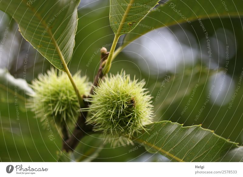 Esskastanien Frucht Maronen Vegetarische Ernährung Umwelt Natur Pflanze Herbst Baum Blatt Nutzpflanze Zweig Park Wachstum ästhetisch natürlich rund stachelig