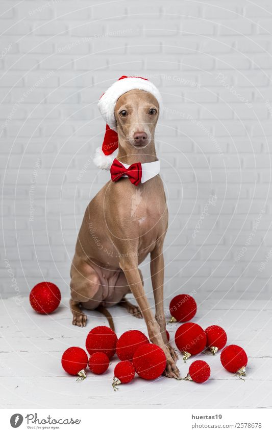 Hund mit Weihnachtsmann-Hut Glück schön Weihnachten & Advent Silvester u. Neujahr Freundschaft Tier Haustier 1 Freundlichkeit Fröhlichkeit lustig braun