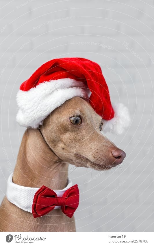 Hund mit Weihnachtsmann-Hut. Glück schön Feste & Feiern Weihnachten & Advent Silvester u. Neujahr Freundschaft Tier Haustier Freundlichkeit Fröhlichkeit lustig
