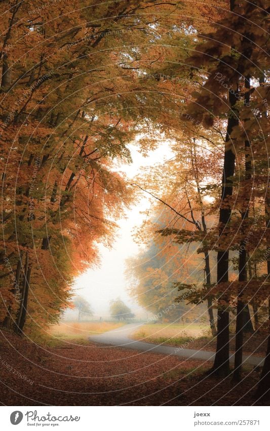 Wo gehst Du hin? Natur Landschaft Herbst Wald Straße Wege & Pfade braun gelb grün schwarz weiß Herbstwald Farbfoto mehrfarbig Außenaufnahme Menschenleer Tag