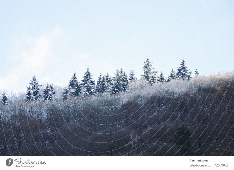 Winterauftrieb Natur Pflanze Himmel Wolken schlechtes Wetter Schnee Baum Wald Hügel Holz ästhetisch kalt schön blau weiß Glück Lebensfreude Zufriedenheit