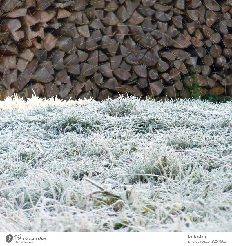 Weiß wie Schnee, schwarz wie Ebenholz Umwelt Natur Winter Eis Frost Baum Gras Holz frieren leuchten ästhetisch frisch kalt natürlich viele braun weiß
