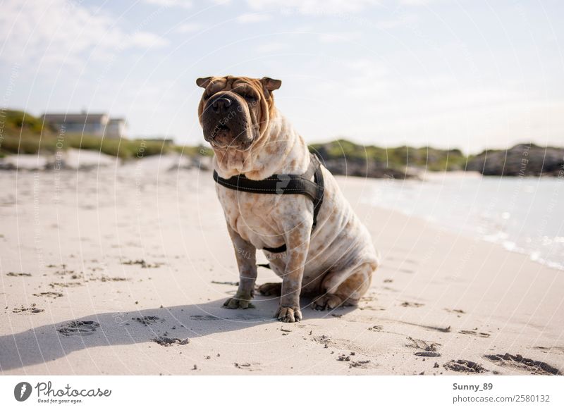 Wanderlust Haustier Hund 1 Tier Sand Wasser genießen Ferien & Urlaub & Reisen leuchten toben Farbfoto Außenaufnahme Menschenleer Tag Reflexion & Spiegelung